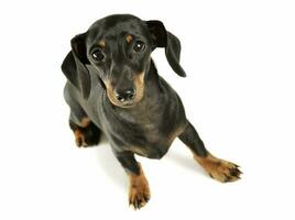 Studio shot of an adorable black and tan short haired Dachshund looking curiously at the camera photo