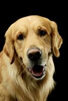 Portrait of an adorable Golden retriever photo