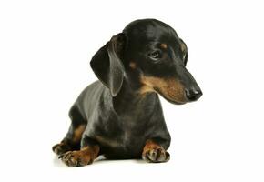 Studio shot of an adorable black and tan short haired Dachshund looking sad photo