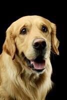 Portrait of an adorable Golden retriever photo