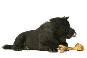 negro uno ciego perro chino perro chino con un grande hueso comiendo en estudio foto