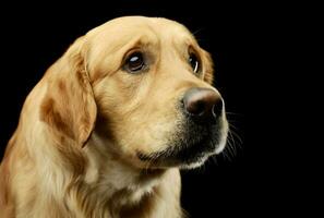 Portrait of an adorable Golden retriever photo