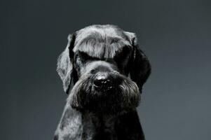 retrato de un adorable Schnauzer mirando mirando curiosamente a el cámara - aislado en gris antecedentes foto