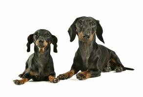 Studio shot of an adorable black and tan short haired Dachshund looking curiously at the camera photo