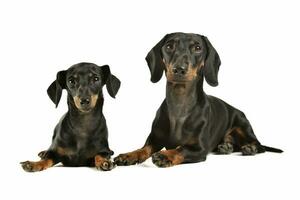 Studio shot of an adorable black and tan short haired Dachshund looking curiously at the camera photo