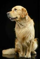 Studio shot of an adorable Golden retriever photo