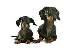 Studio shot of an adorable black and tan short haired Dachshund looking curiously at the camera photo