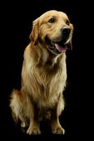 Studio shot of a lovely Golden Retriever photo