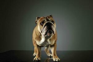 Studio shot of an adorable English bulldog photo