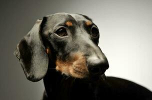 Portrait of an adorable black and tan short haired Dachshund looking curiously photo