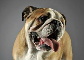 Bulldog portrait in a gray photo studio