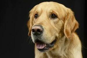 Portrait of an adorable Golden retriever photo