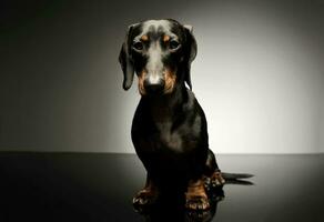 Studio shot of an adorable black and tan short haired Dachshund looking curiously at the camera photo