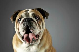 Bulldog portrait in a gray photo studio