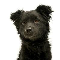 mixed breed black funny dog portrait in studio photo