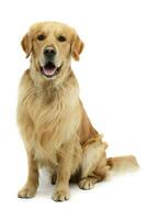 Studio shot of a lovely Golden retriever photo