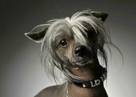 Chinese crested dog portrait in gray background photo