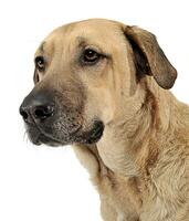 mixed breed  brown dog portrait in a white backgound studio photo