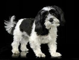 black and white havanese standing in a black studio photo