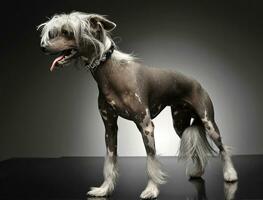 Chinese crested dog standing in gray background photo