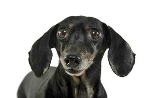 An adorable short haired Dachshund looking curiously at the camera photo