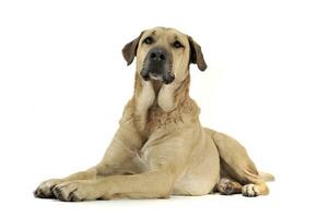 An adorable mixed breed dog lying on white background photo