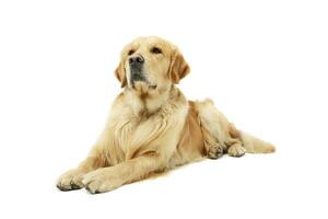 Studio shot of a lovely Golden retriever photo