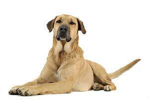 mixed breed  brown dog lying down in a white backgound studio photo