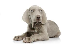 Studio shot of a beautiful Weimaraner puppy photo