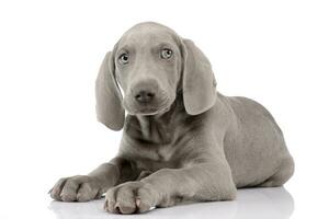 Studio shot of a cute Weimaraner puppy photo