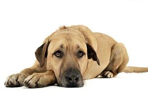 mixed breed  brown dog lying down in a white backgound studio photo