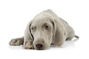 Studio shot of a beautiful Weimaraner puppy photo