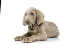 Studio shot of a beautiful Weimaraner puppy photo