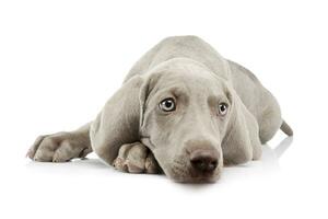 Studio shot of a beautiful Weimaraner puppy photo