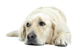 Studio shot of an adorable Golden retriever lying and looking sad photo