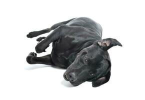 Studio shot of an adorable Labrador retriever lying on he's side and looking sad photo