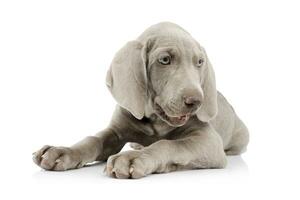 Studio shot of a beautiful Weimaraner puppy photo