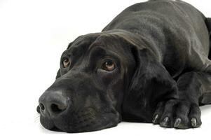 An adorable mixed breed dog lying sadly on white background photo