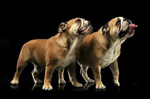 two Bulldogs standing and looking sideways with open mouse in a black photo studio