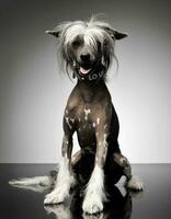 chinese crested dog sitting in a photo studio