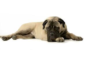 Studio shot of an adorable Bull mastiff photo