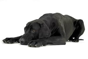 An adorable mixed breed dog lying sadly on white background photo