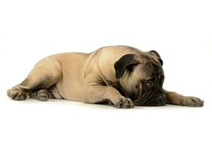 Studio shot of an adorable Bull mastiff photo