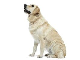 Golden retriever sitting in a white studio photo