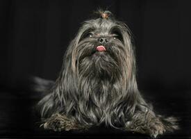 cute shi tcu relaxing in  black studio photo