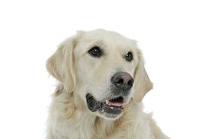 Portrait of an adorable Golden retriever looking curiously - isolated on white background photo