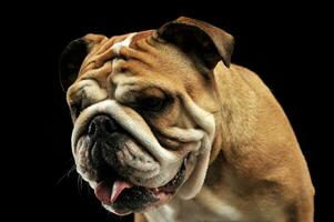 Bulldog portait in a black photo studio