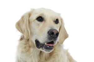 two mixed breed  dog portrait in a white backgound studio photo