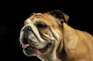 Bulldog portait in a black photo studio