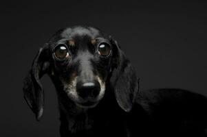 un adorable corto peludo perro tejonero mirando curiosamente a el cámara foto